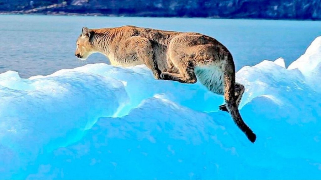 INÉDITO: Fotografían a un Puma sobre un iceberg